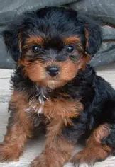 Yorkipoo - Pet Your Dog