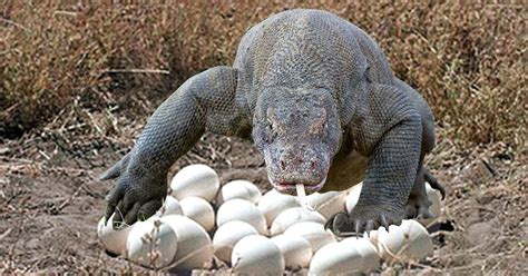 Komodo Dragon Laying Eggs in cave on the dry river side of Komodo Island Indonesia