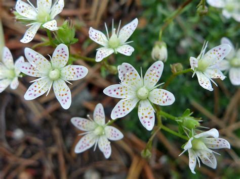 10 Saxifraga bronchialis Seeds, Spotted Saxifrage Seeds, — Seeds And Smiles - Buy Top Quality ...