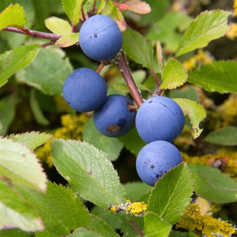 Sloe berries © David P Howard cc-by-sa/2.0 :: Geograph Britain and Ireland