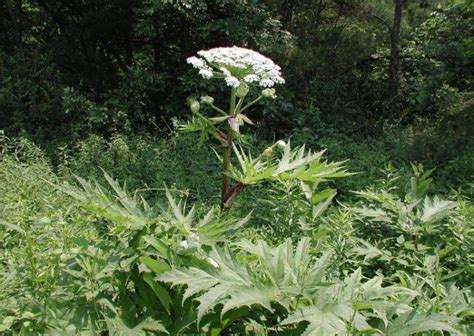 Canadians urged to watch out for invasive hogweed plant that burns, blinds - National ...