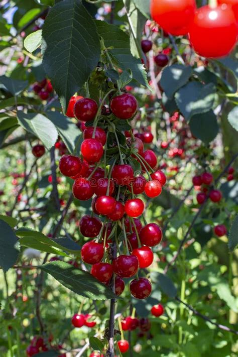 New Harvest of Prunus Cerasus Sour Cherry, Tart Cherry, or Dwarf Cherry ...