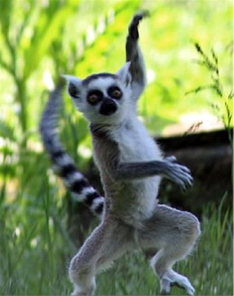 Halka Kuyruklu Lemur Animals Images, Animals And Pets, Animal Pictures, Baby Animals, Funny ...