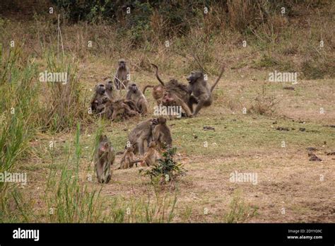 Baboons fighting on safari in Kruger Park Stock Photo - Alamy