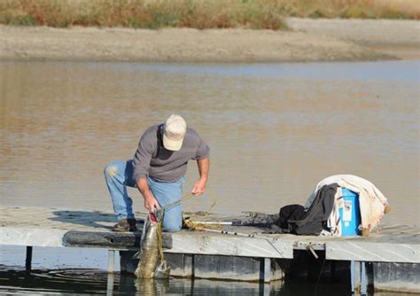 Hooked on salmon: Fall chinook snagging draws anglers to Fort Peck ...