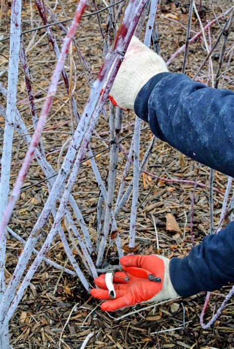 Pruning Berry Bushes at the Farm - The Martha Stewart Blog