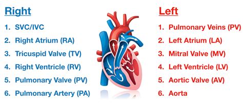 Pathway Blood Flow Through The Heart Chart, Fetal Circulation, As you fill in the below chart ...