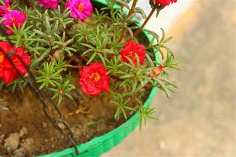 8 Best Portulaca Growing Tips | Moss Rose Plant Care