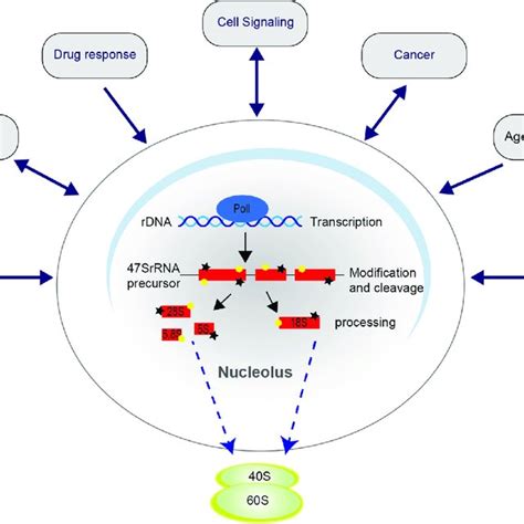 Schematic demonstrating the nucleolus as the hub of ribosome biogenesis ...