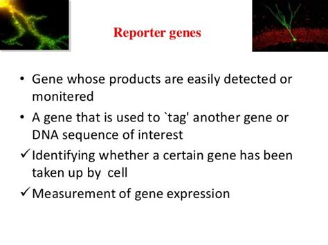 reporter gene