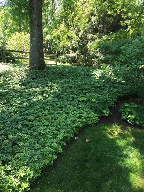 Pachysandra - A Great Shade Loving Ground Cover