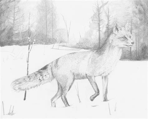 Winter Fox_ Original Pencil Drawing wildlife art | Etsy