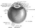 Category:Human eyeball cross-section - Wikimedia Commons