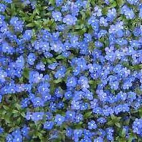 50 VERONICA CREEPING BLUE Speedwell Perennial Flower Seeds | Etsy