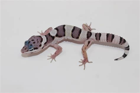 Snow (Mack) - Leopard Gecko Traits - Morphpedia