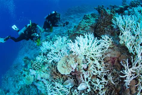 Back From The Dead: Giant Coral Reef That ‘Died’ In 2003 Teeming With ...