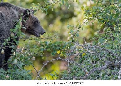 33 Marsican brown bear Images, Stock Photos & Vectors | Shutterstock