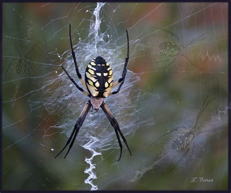 Writing Spider Photograph by James C Thomas