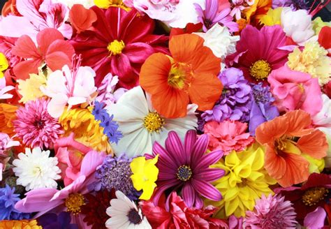 Different flowers in different colors