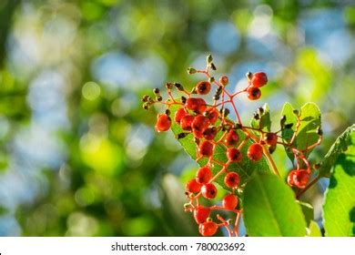 126 Toyon Tree Images, Stock Photos & Vectors | Shutterstock