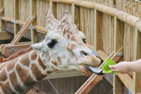 Feed Giraffes at Fort Worth Zoo - Life. Family. Joy