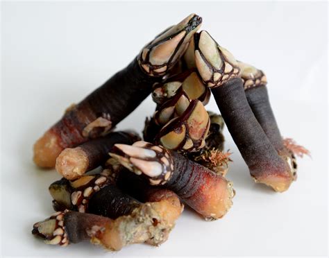 Percebes. El Hogar Gallego | Percebes. Producte del restaura… | Flickr