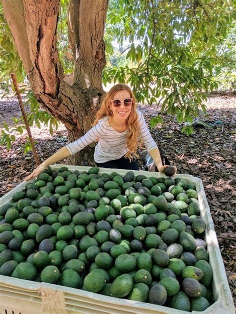 Reason #28 Why California is the Best… Avocados - Run Eat Repeat