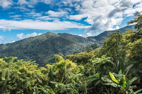 El Yunque National Park, San Juan | Tickets & Tours - 2024