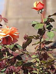 Category:Rosa 'About Face' - Wikimedia Commons