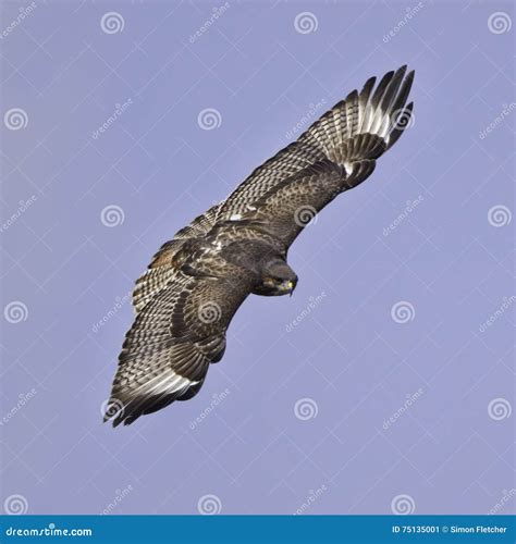 Augur Buzzard Flying stock image. Image of black, brown - 75135001