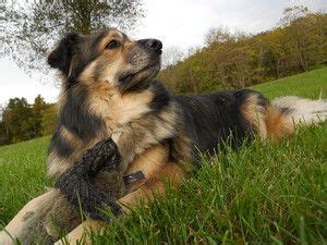 Norwegian Elkhound and Australian Shepherd mix | Norwegian elkhound, Australian shepherd ...