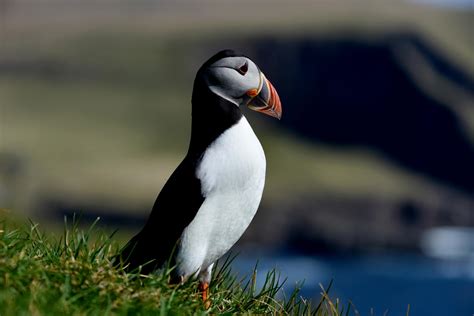 birdwatching walks Britain