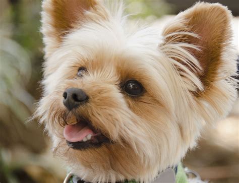 Yorkshire Terrier - Full Profile, History, and Care