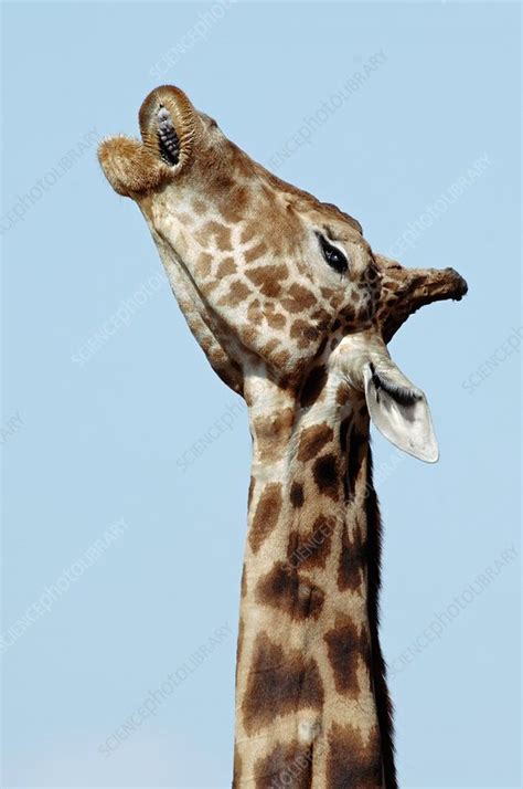 West African giraffe - Stock Image - C001/9003 - Science Photo Library