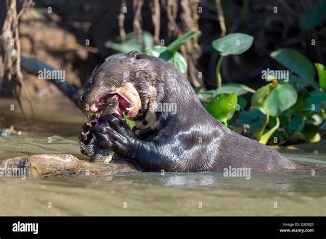 Giant Otter Vs Anaconda