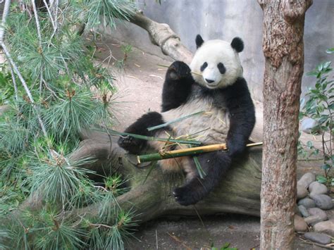 File:Waving Panda.jpg - Wikimedia Commons