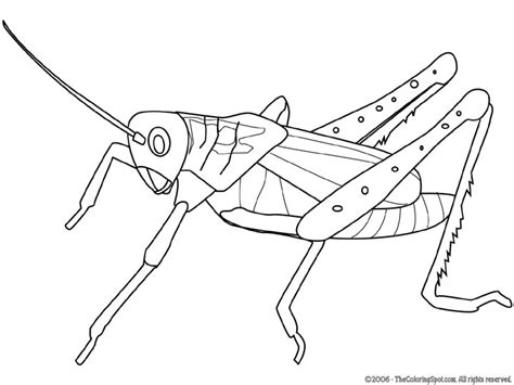 black and white grasshopper clipart 10 free Cliparts | Download images on Clipground 2024