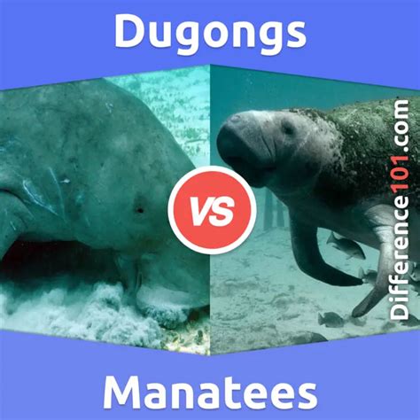 Dugongs vs Manatees: 5 Key Differences, Pros & Cons, Examples ...