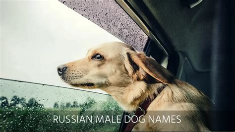 Ultimate List of the Top 350+ Russian Dog Names - Cute and Popular Puppy Name Ideas