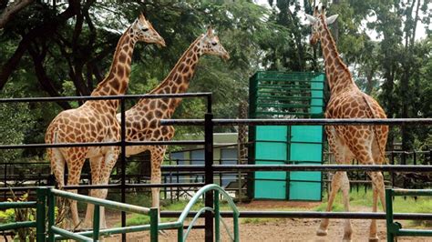 Mysuru Zoo to gift Bubbly the young giraffe to Bannerghatta - Star of Mysore