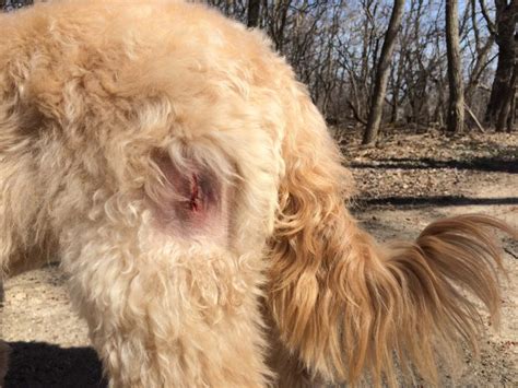 My Dog Has A Lump – Lipoma In Dogs | DoggieDemeanor.com