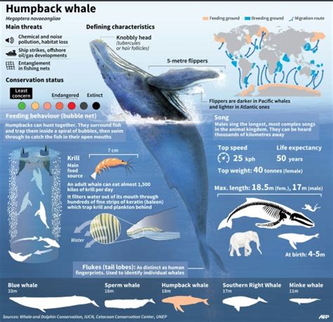 Humpback whale season began. More than 6,000 humpback whales arrive in Ecuador. – Barefoot ...