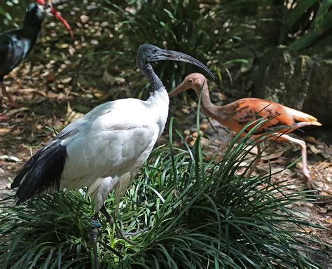 Pictures and information on African Sacred Ibis