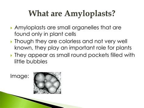 PPT - Amyloplasts and Chloroplasts PowerPoint Presentation, free ...