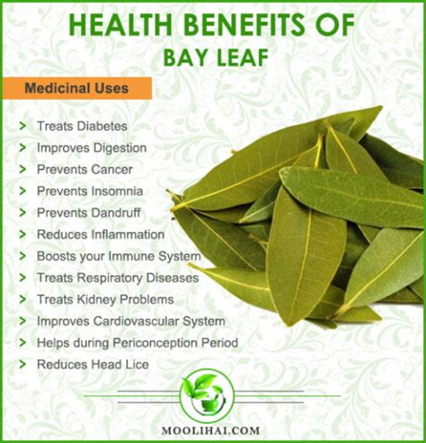 Health Benefits & Medicinal Uses of Bay Leaves - moolihai.com