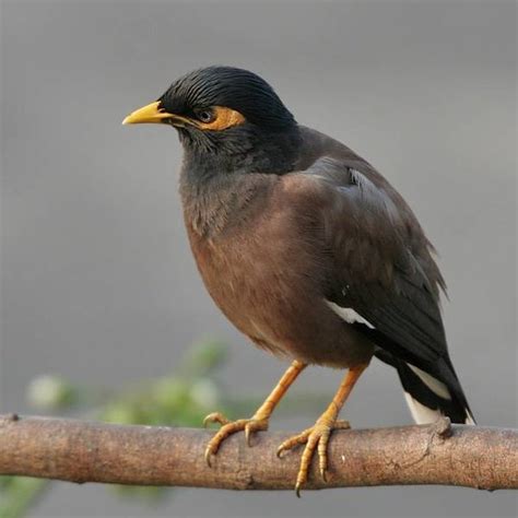 How to Get Rid of Mynah Birds | Hunker