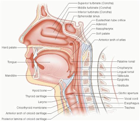 Upper Airway Anatomy - Anatomy Book