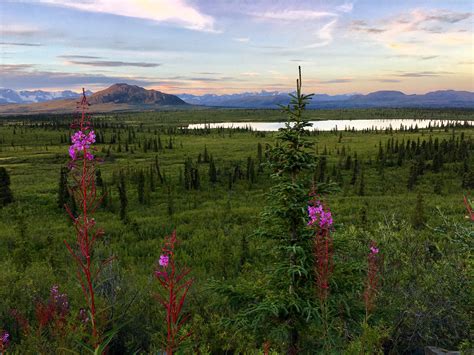 Interior Alaska, end of summer. [OC] [5000x3200] : EarthPorn