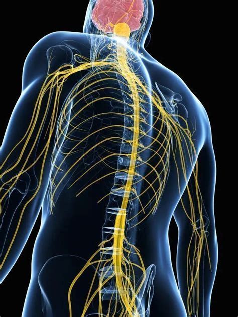 Neuropraxia (Nerve Injury) - Causes and Treatment • Chiropractic ...