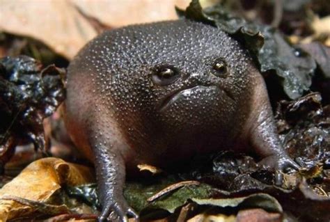 Black Rain Frog - Natural History on the Net
